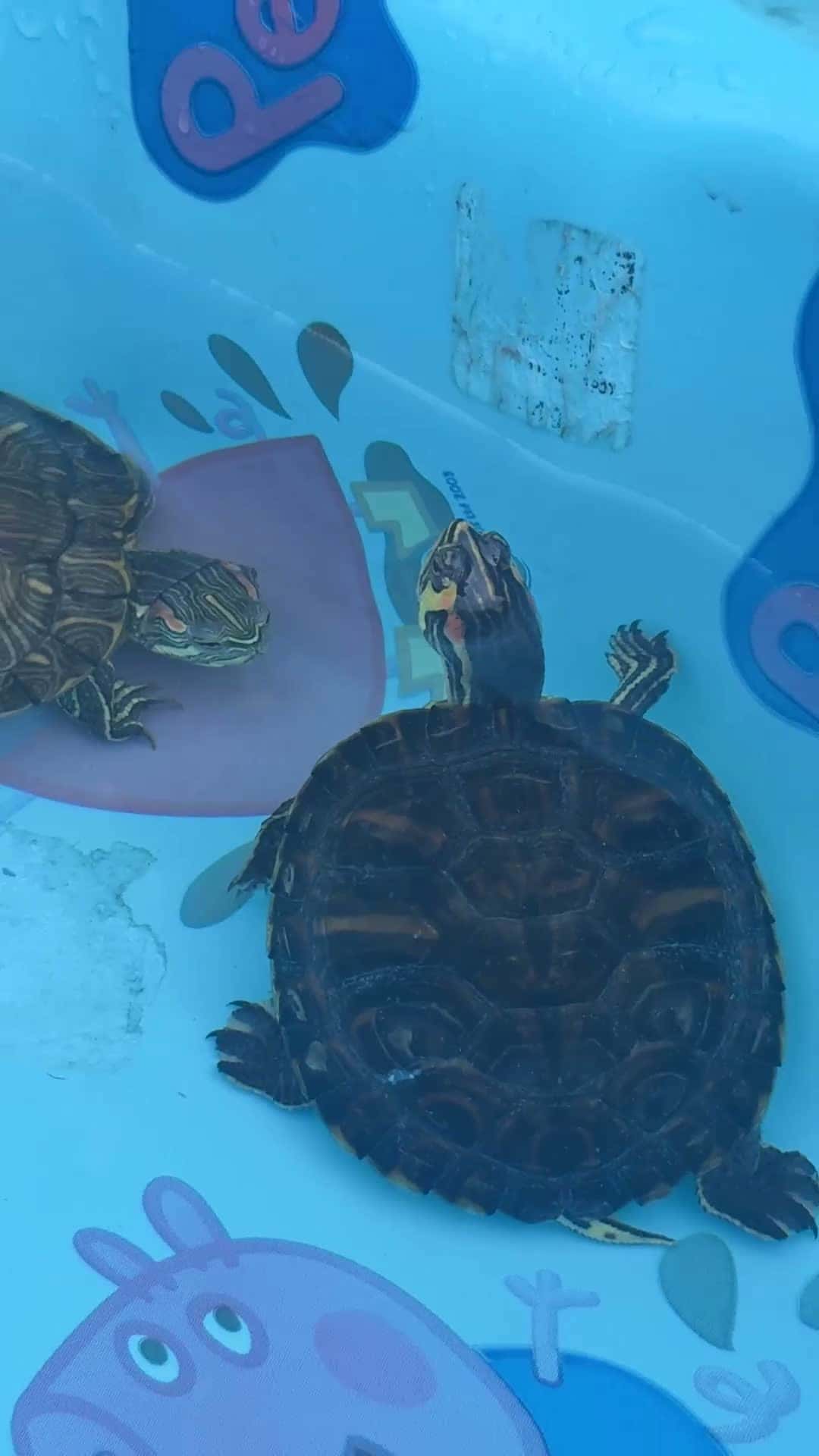 Cover for #turtle #chilling #relaxing