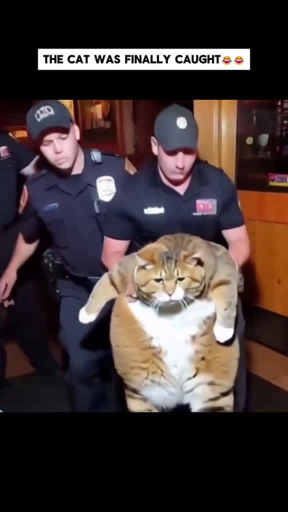 Cover for This cat escaped from the prison. ai aistory cat funny storytime 06282 #trending
