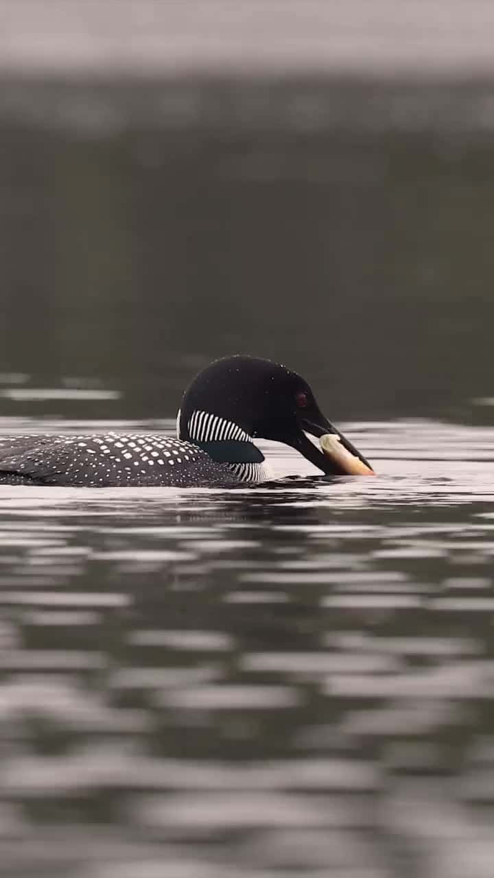 Cover for Common loon with a nice catch Amazing how fast they can get these down!