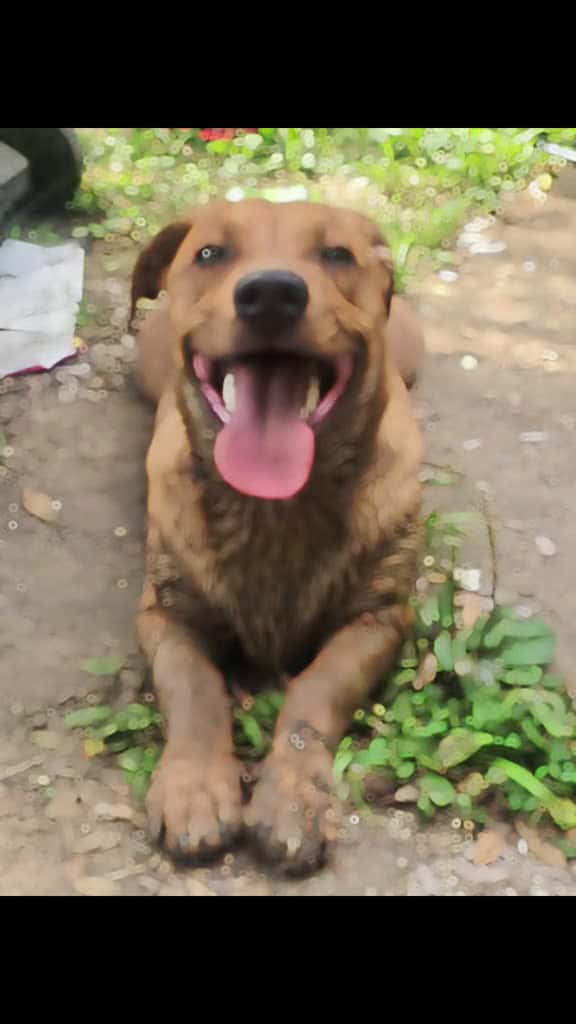Cover for our baby is about to be 6 months and he loves playing in the mud. his name is scooby-doo #cute #babyanimals #love #fyp  created by Heavenandcarlosstout with brooklynanddaisy’s original sound