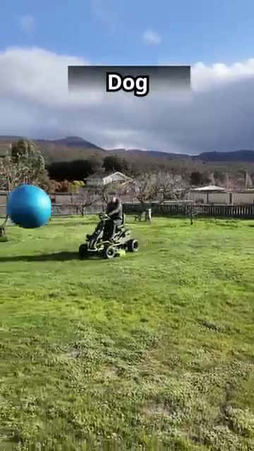 Cover for How Animals Mow The Lawn 😂 Part 3