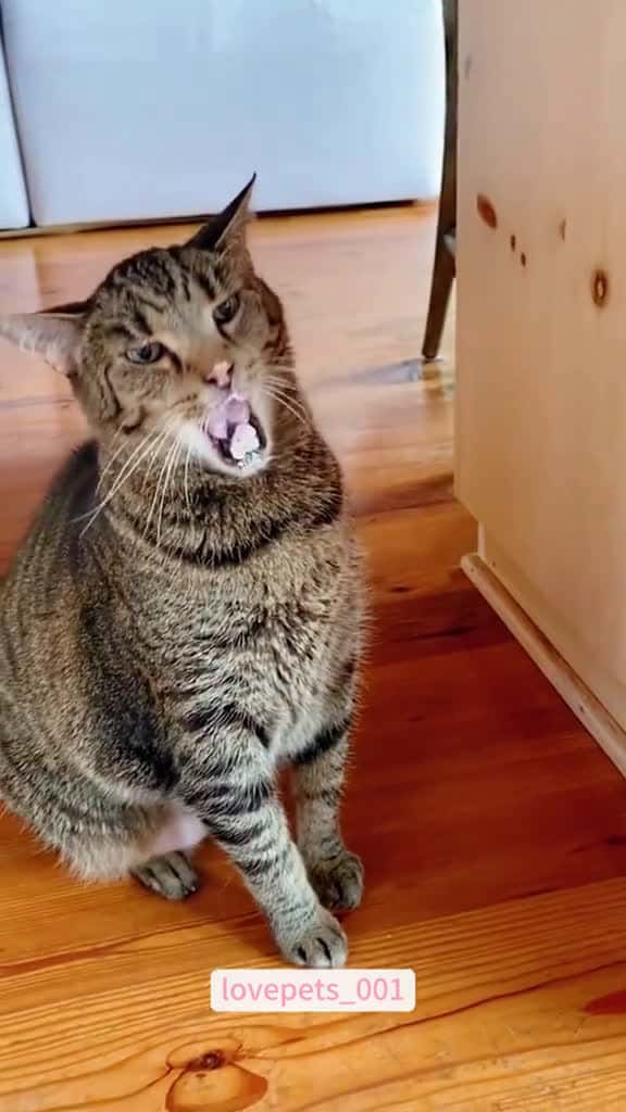 Cover for Try a new taste for the first time. cats cutecats foryou funnytiktok funnyvideos usa funny 53899 #shortvideosscoopz