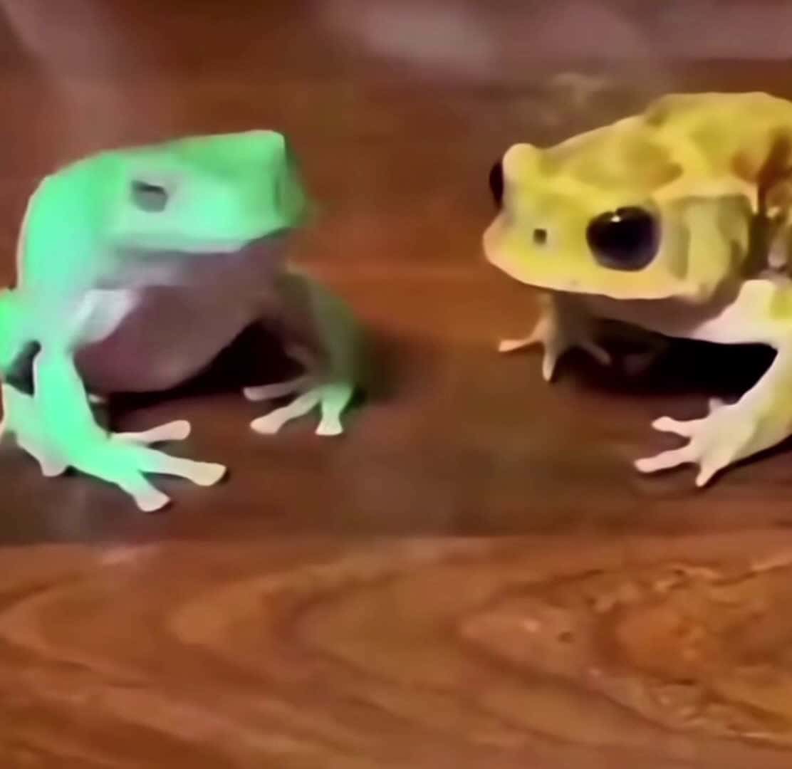 Cover for crazy frogs 😆