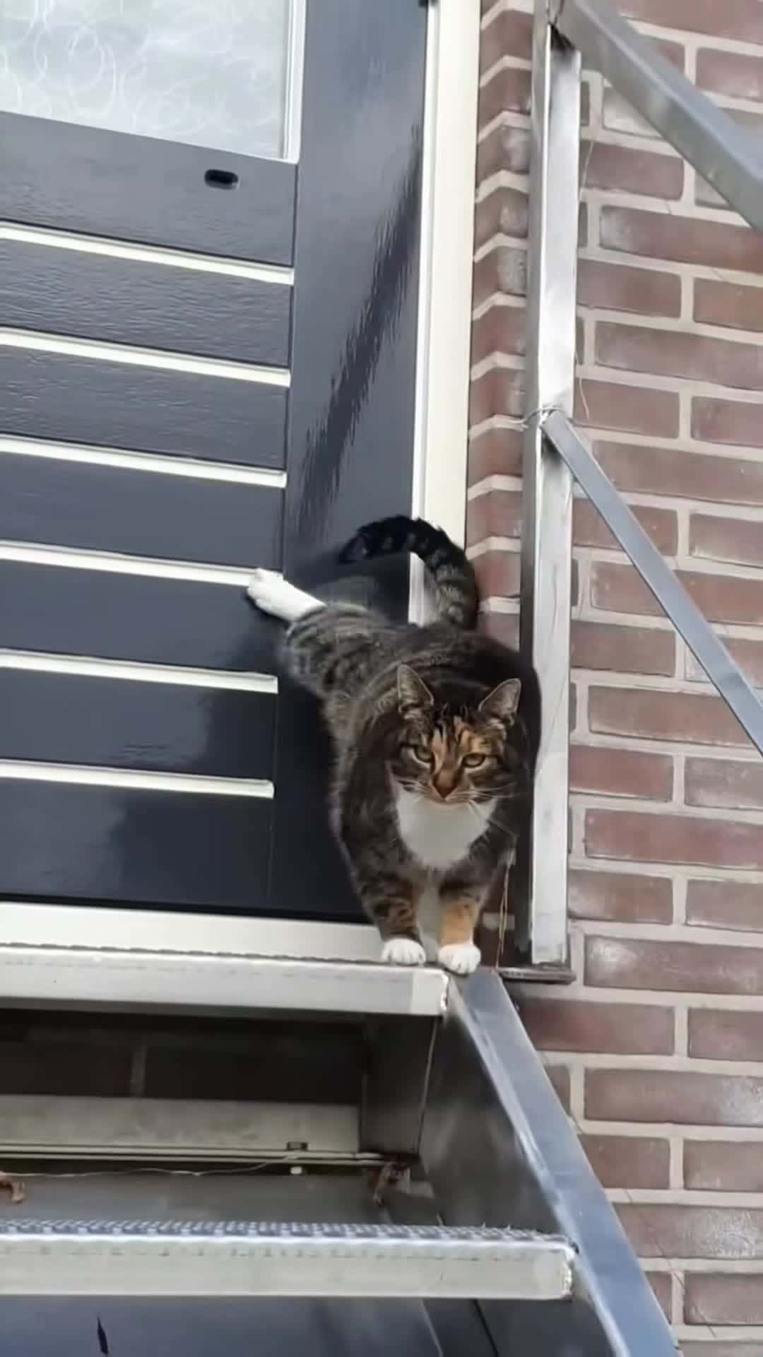 Cover for Catopen the door 🤣🤣#funnycat #pet #fyp #catlover #funnyvideos #funnyvideos #catsoftiktiok #cat #cute