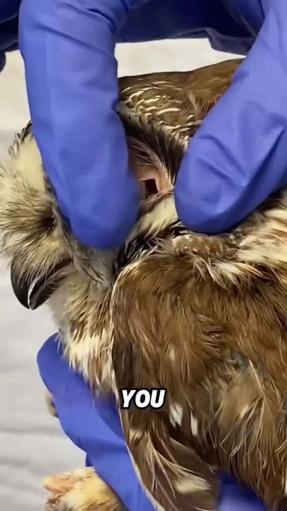 Cover for Owl trivia#foryou #tiktok #viral #animals #fyp #cute