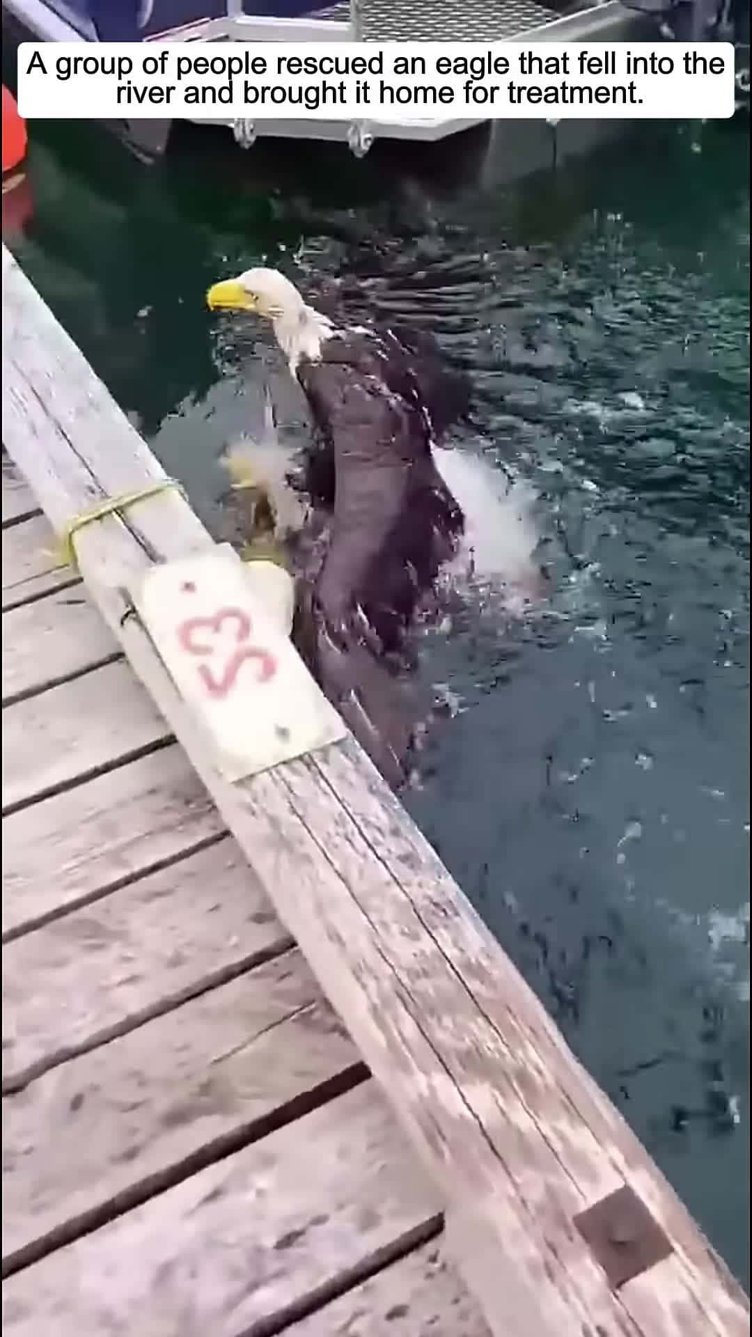 Cover for A group of people rescued an eagle that fell into the river and brought it home and then animals