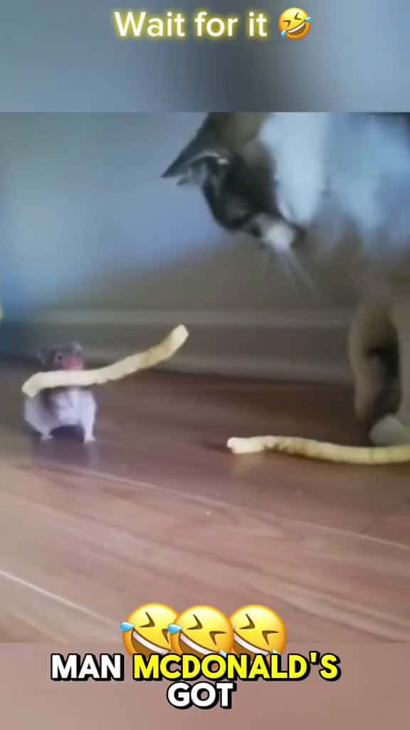 Cover for #cats #talking #voiceover #funnyvideos #funnymoments #funnyanimals #petlover #pets #funnyvideos #funny 