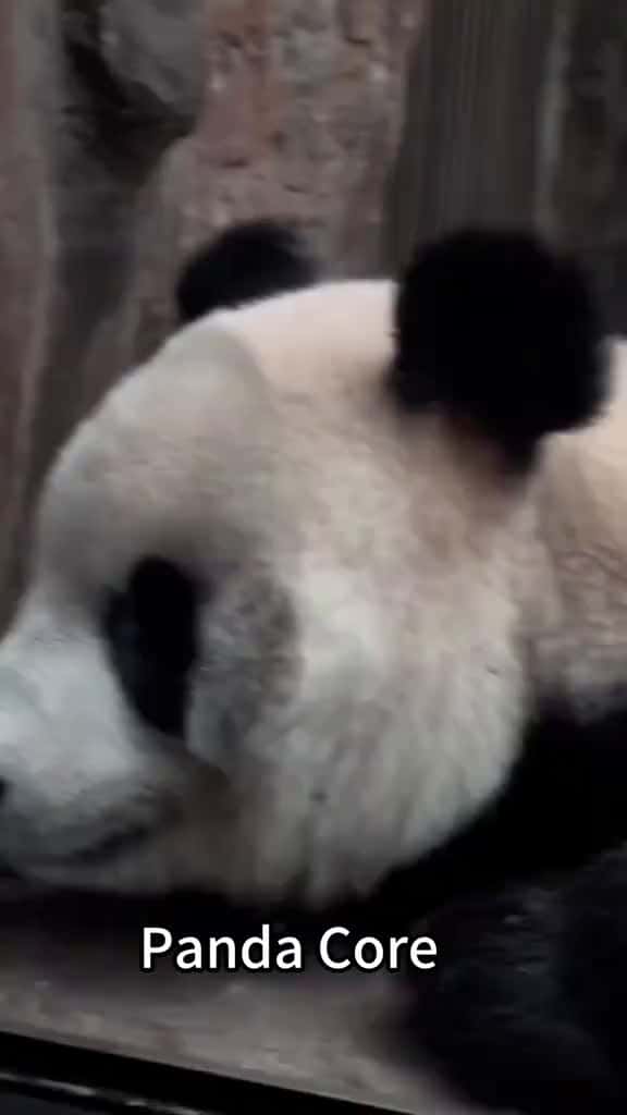 Cover for Panda core fyp usa tiktok usa funnyvideos fouryou funny funnypet panda 78015 #shortvideos