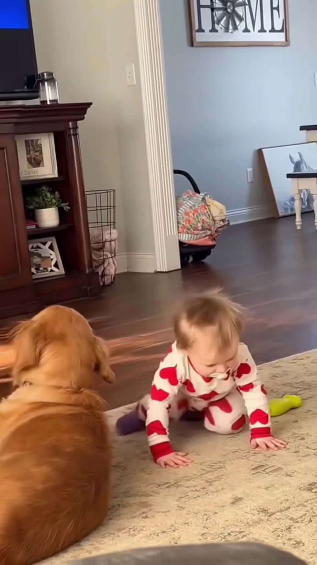 Cover for The dogs are good companion for children❤️️ #dog #baby #pets #cute #Love #lovestory #bestfriend #foryou #usa #doglover  #goldenretriever 