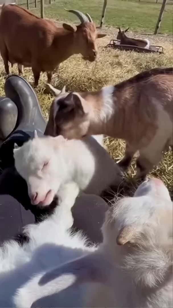 Cover for Funny goat #funny #funnyanimal #funnyshorts #animals #funnyanimls #pets #goat #fyp #foryou #cute