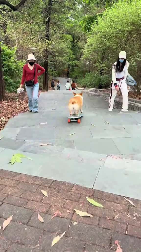 Cover for the skateboard puppy is coming. Dogs Corgi dogskateboard dog 31978 #shortvideos
