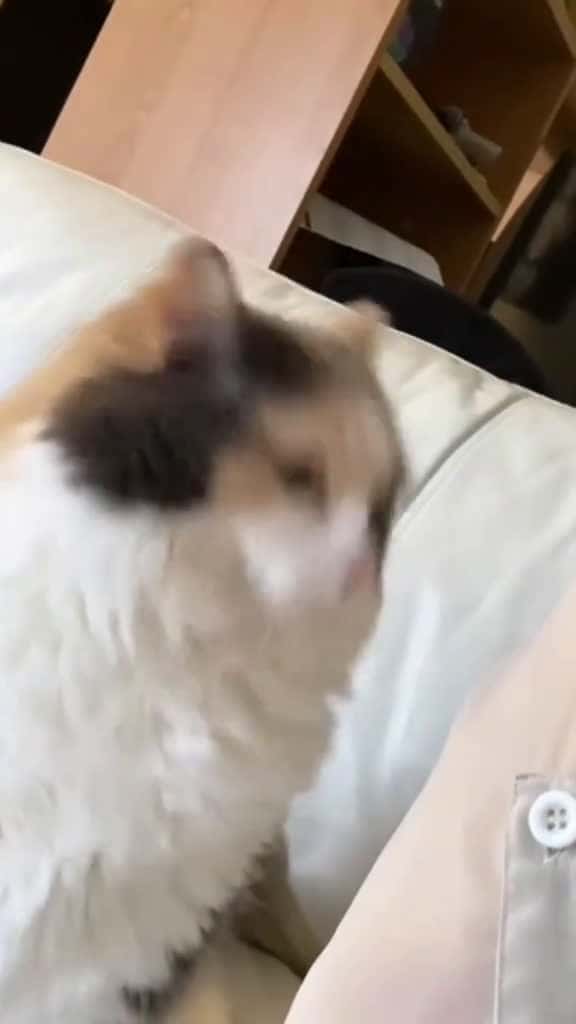 Cover for Cat s craving some love and attention cat cats catlover catsoftiktok fyp 14254 #ilovescoopz