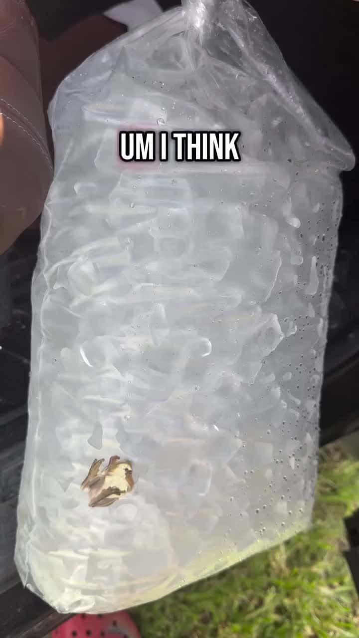 Cover for Ice cold