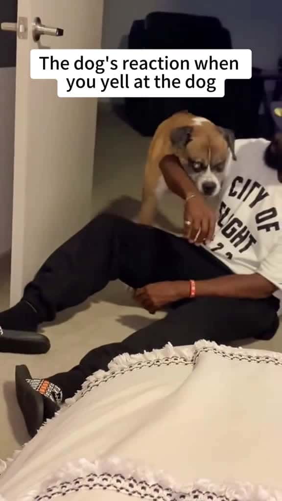 Cover for Reaction to dog barking dog funny dogsoftiktok cat for foryou fyp foryoupage funnyvideo cu 67374 #trending