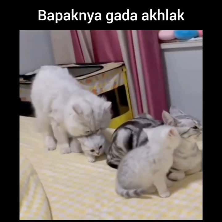 Cover for Anak sendiri pun diembat Credit unknown (Dm for creditremoval) #kucing #kucinglucu #kucinglovers #videokucing #kucingmanja #kucingku #kucingindonesia #kucingkampung #kucingcom