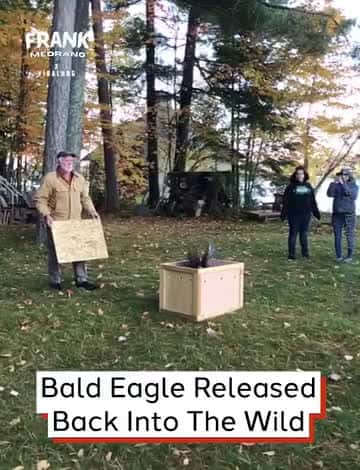 Cover for Bald Eagle Released Back Into The Wild