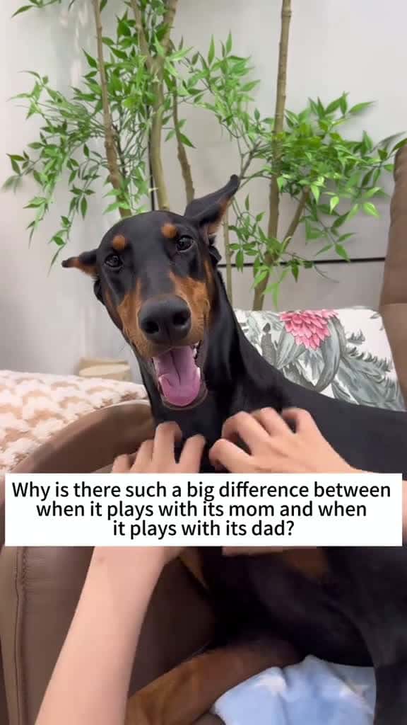 Cover for The difference between a puppy s attitude towards its father and mother funnydog funnyvide 43711 #ilovescoopz