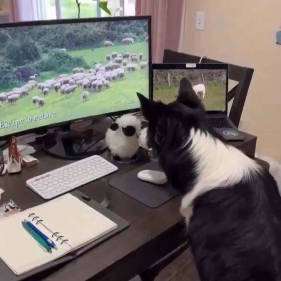 Cover for Working from home.. 😅#FirstVideoChallenge
