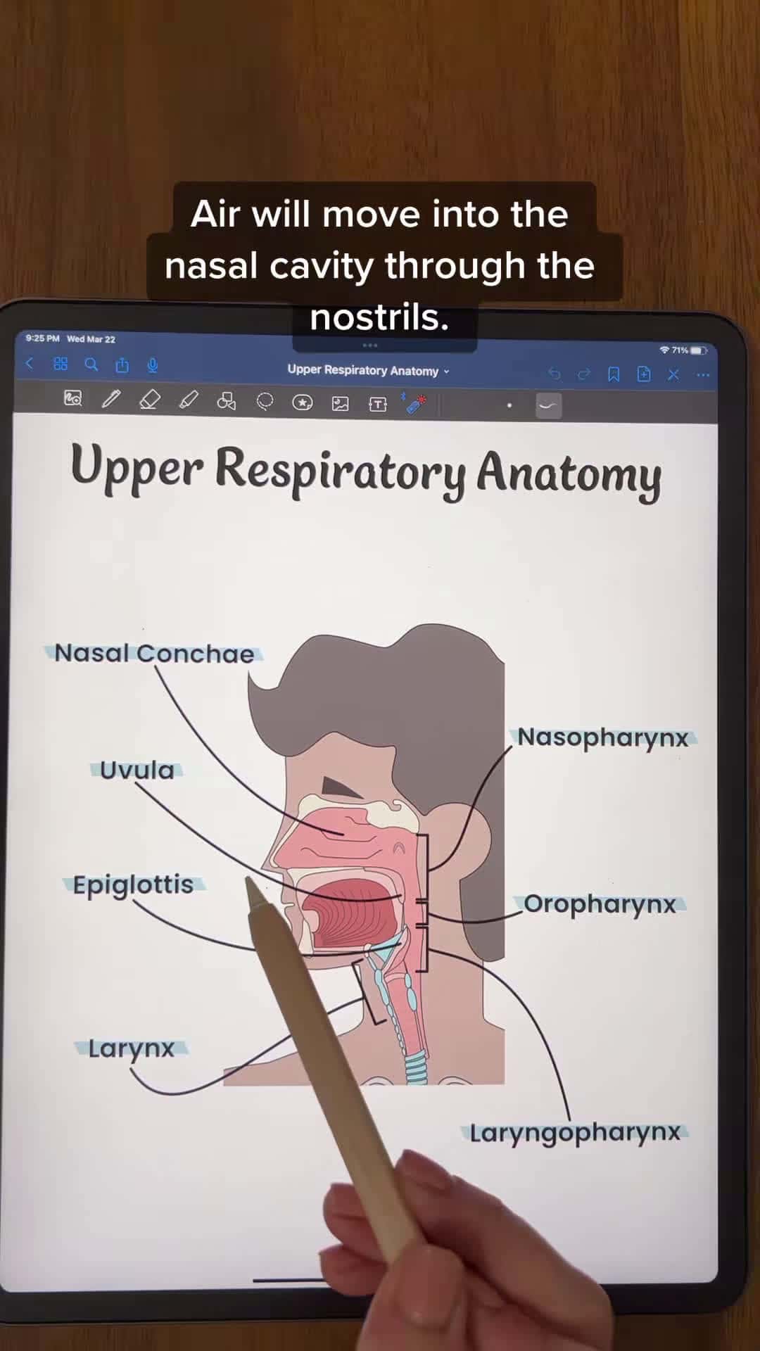 Cover for Respiratory Anatomy: Upper Respiratory System #antomy #physiology #anatomyandphysiology #anatomystudent #anatomyprofessors #anatomylesson #futurenurses #biologymajor #biologystudent #premed #premedstudent #futurepa #fyp #respiratory