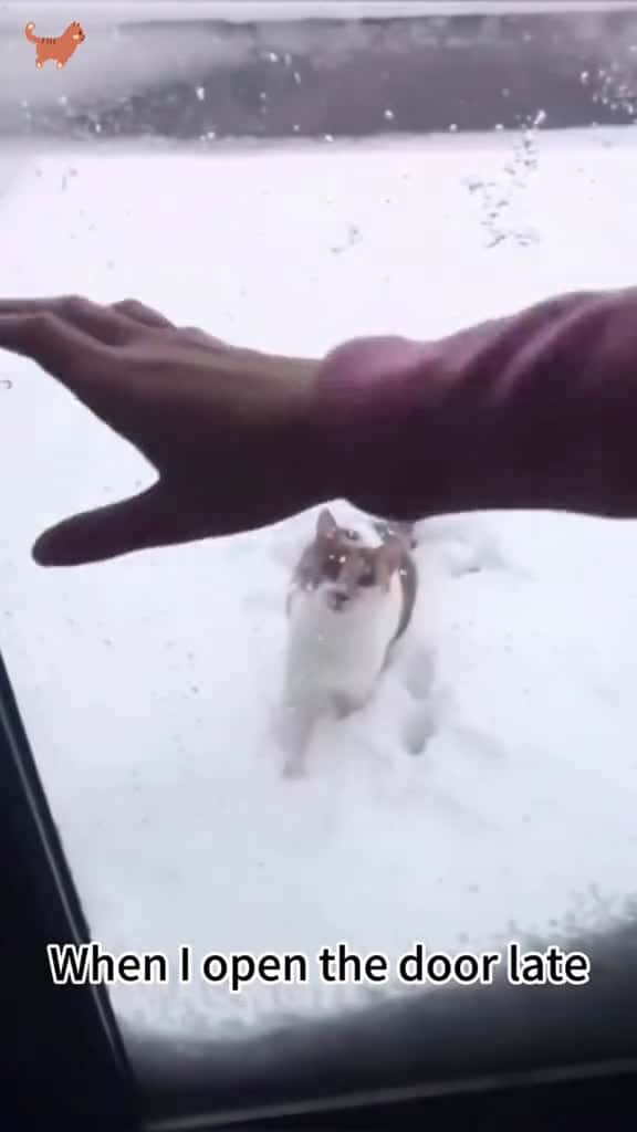 Cover for “Beautiful ”cat language 🙀😹#funnyvideos #foryou #funny #funnycat #catlover #usa#fpy#usa_tiktok #catsoftiktok  created by petslovetime.funny7 with petslovetime.funny7’s original sound