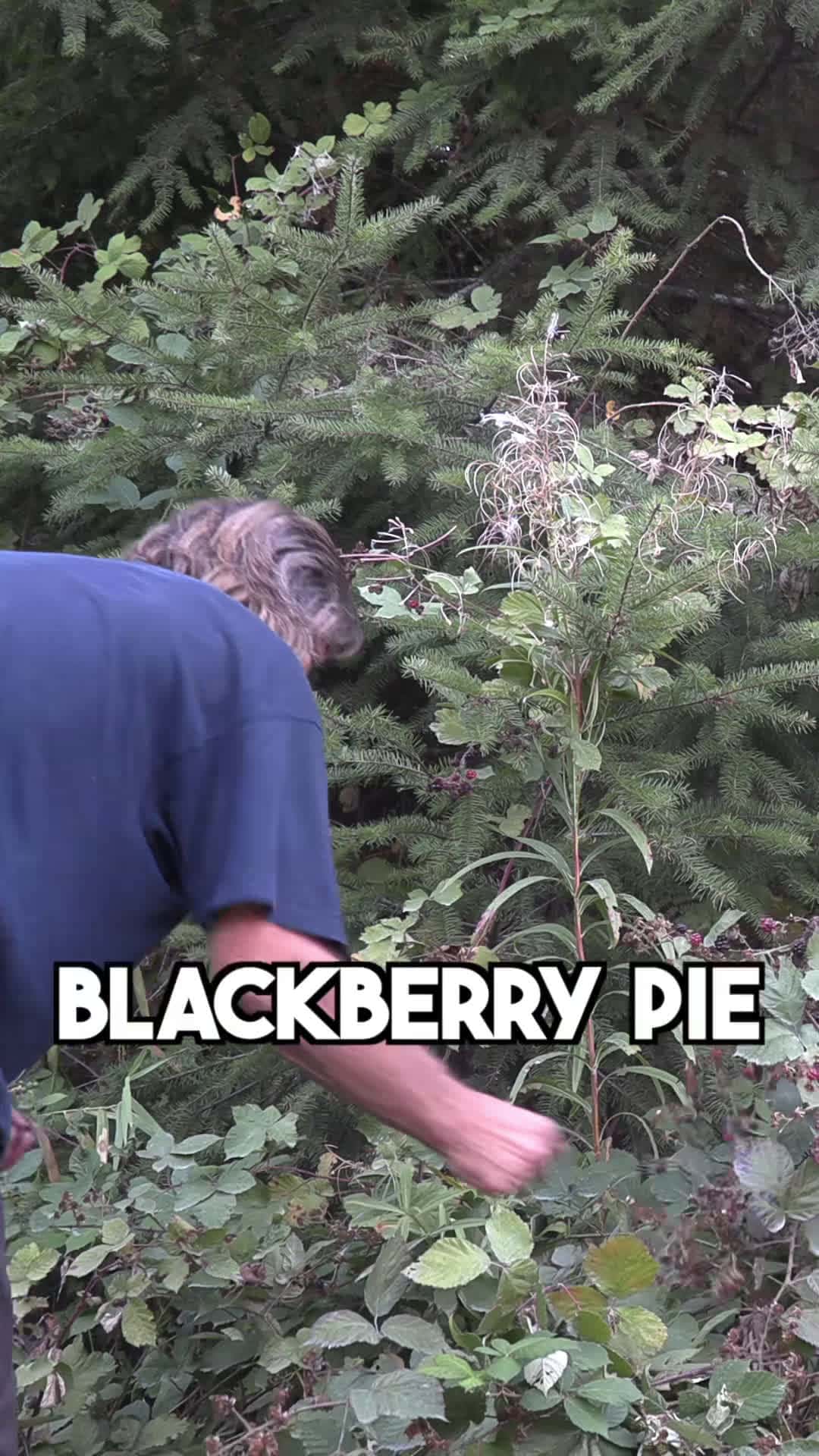 Cover for Bush Blackberry Pie #bushcraft #survival #outdoorcooking #woodfirecooking  Greg gathers berries in the bush and cooks up a delicious pie outside with a select list of ingredients, some bushcraft tools, and the hood of his truck.