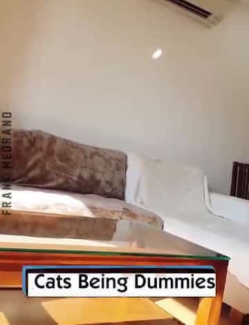 Cover for Cats Being Dummies
