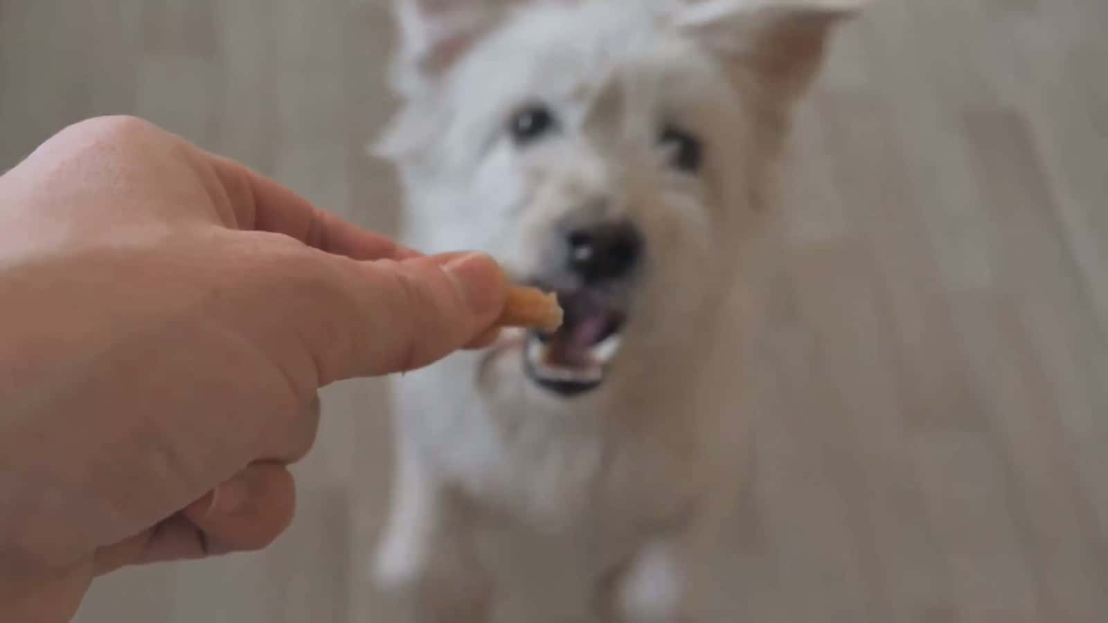 Cover for  🐶✨ Watch as this pup masters the art of training—because every good boy deserves a standing ovation! 🎾🔥 #DogTrainingGoals #scoopz  #trending   #dog 