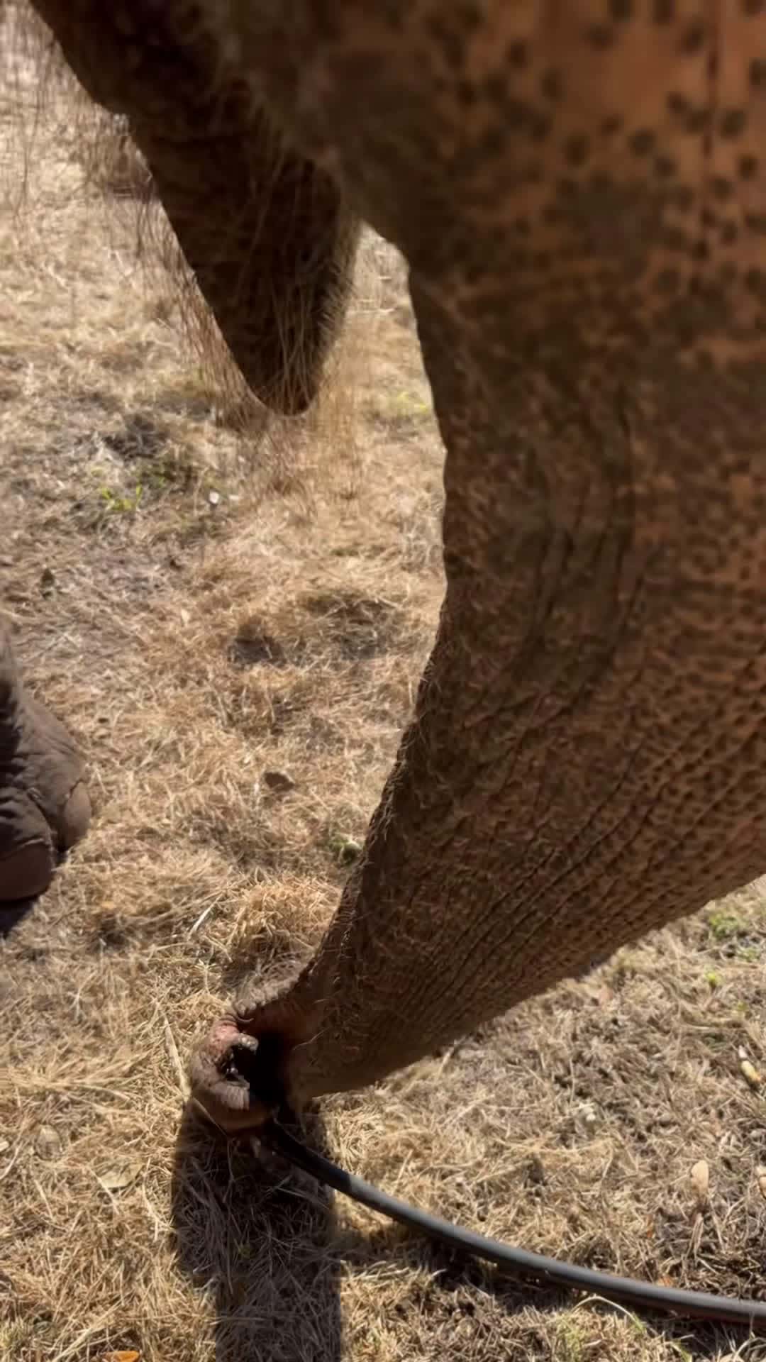 Cover for #elephant #animal #MyBestFriendIsAnElephant #ElephantLover #animalsof...