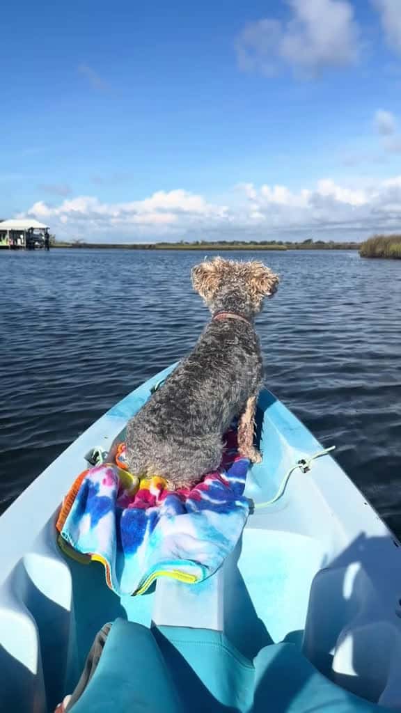 Cover for dogsoftiktok 99179 #trend