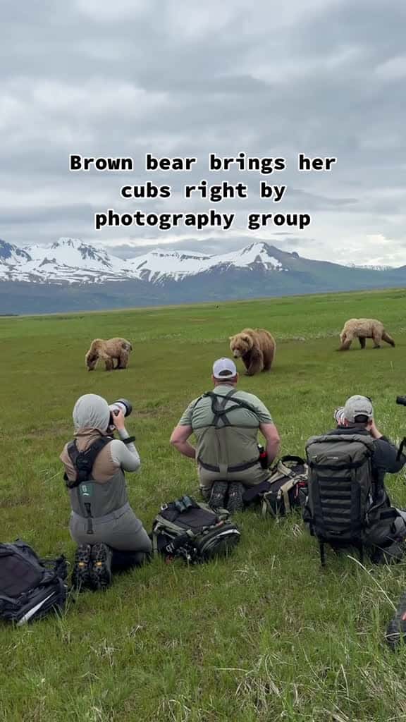 Cover for Brown bear brings her cubs right by photography group You re probably wondering what is ac 10219 #ilovescoopz