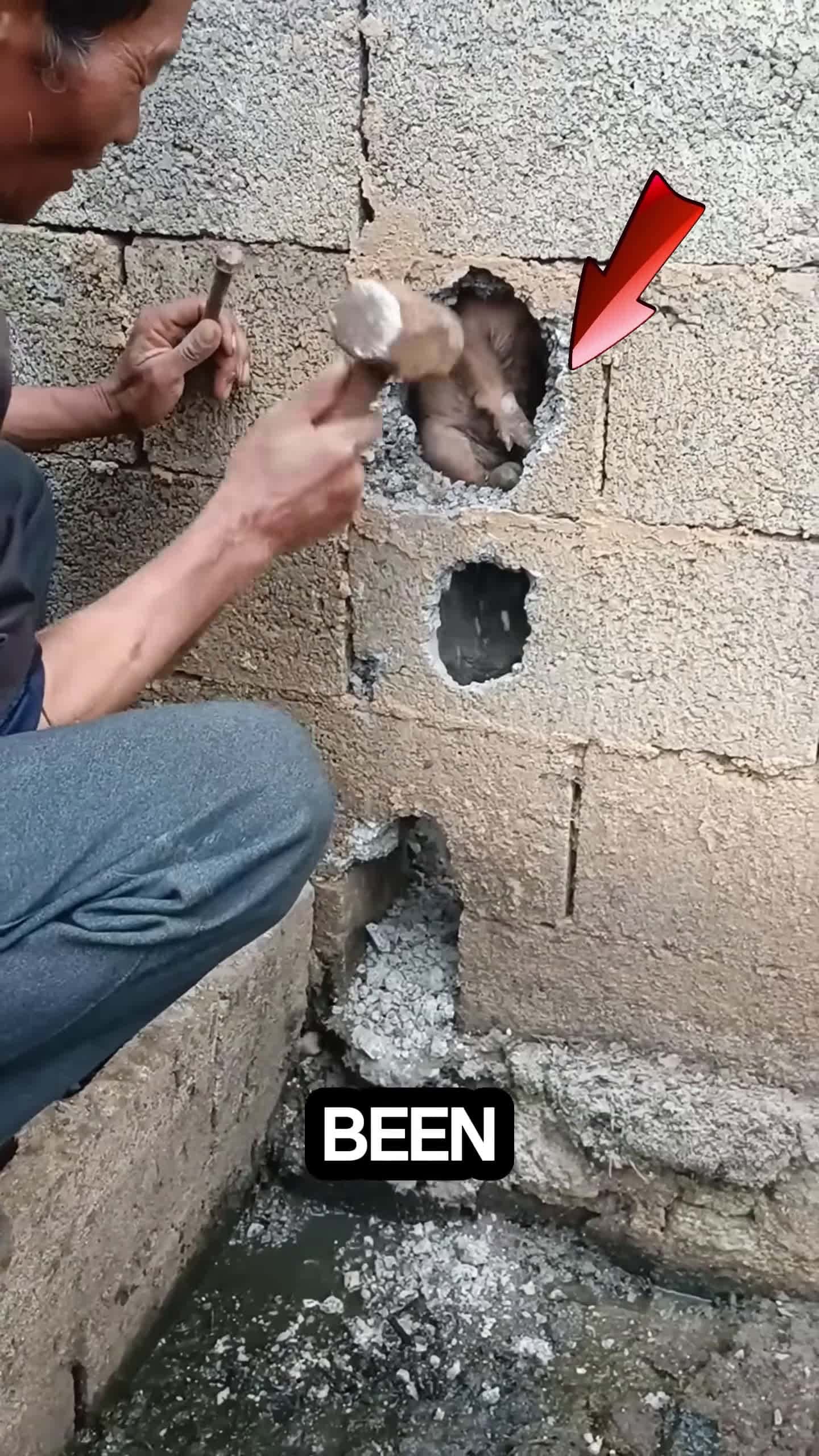 Cover for This guys puppy got stuck inside the wall