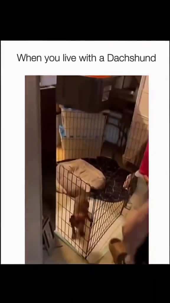 Cover for #turixfails #turixpets #turixlaughs #turixanimals #turixmoments #turixlol #turixreels #funnypets #funnydogs #petfails #dogfails #derpydogs #dogmemes #petmemes #zoomies #doggofails #pupperlaughs #hilariouspets #petcomedy 