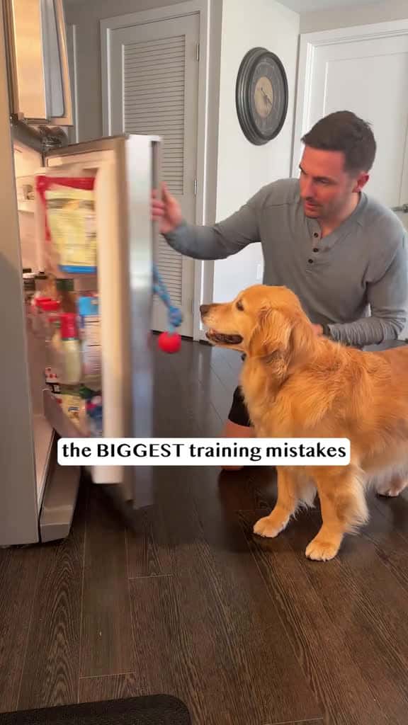 Cover for don’t make these dog training mistakes 😬 created by Golden Retriever Life with Golden Retriever Life’s original sound