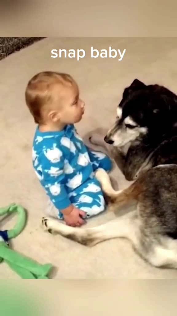 Cover for Dog and baby are best friends dog Love baby pet lovestory friends dogsoftiktok foryou usa 19498 #trend