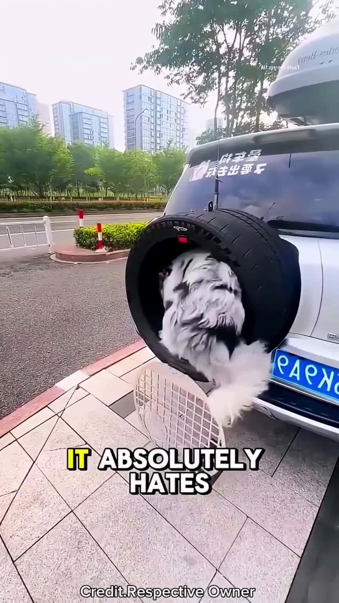 Cover for Custom Seat Just for the Pup!😱❤️ #shortsvideo #follow#foryou 