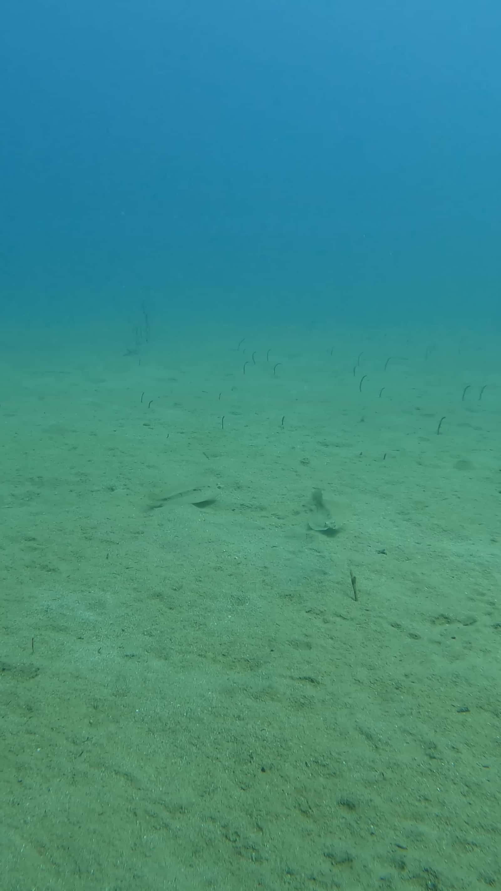 Cover for #FirstVideoChallenge Two Flounders Perform an Underwater Dance.