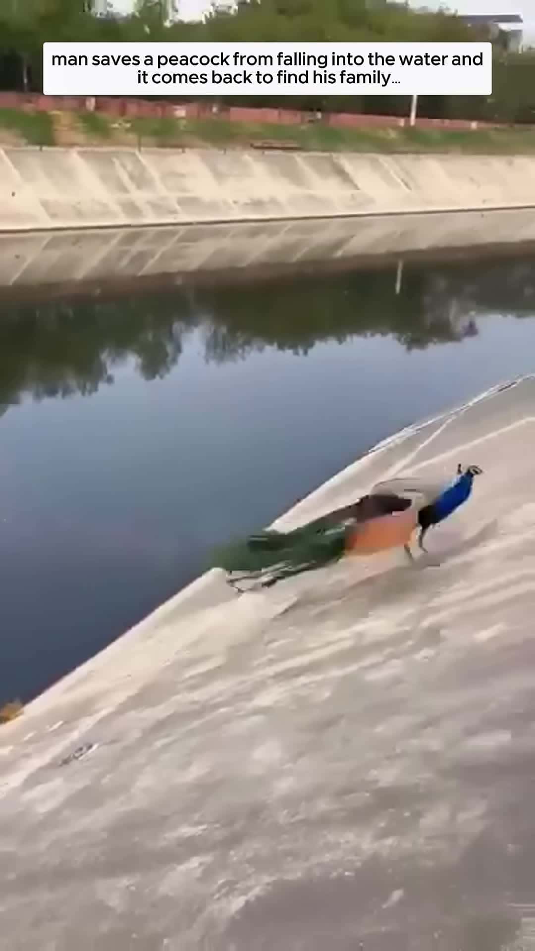 Cover for man saves a peacock from falling into the water and it comes back to find his family animalshorts