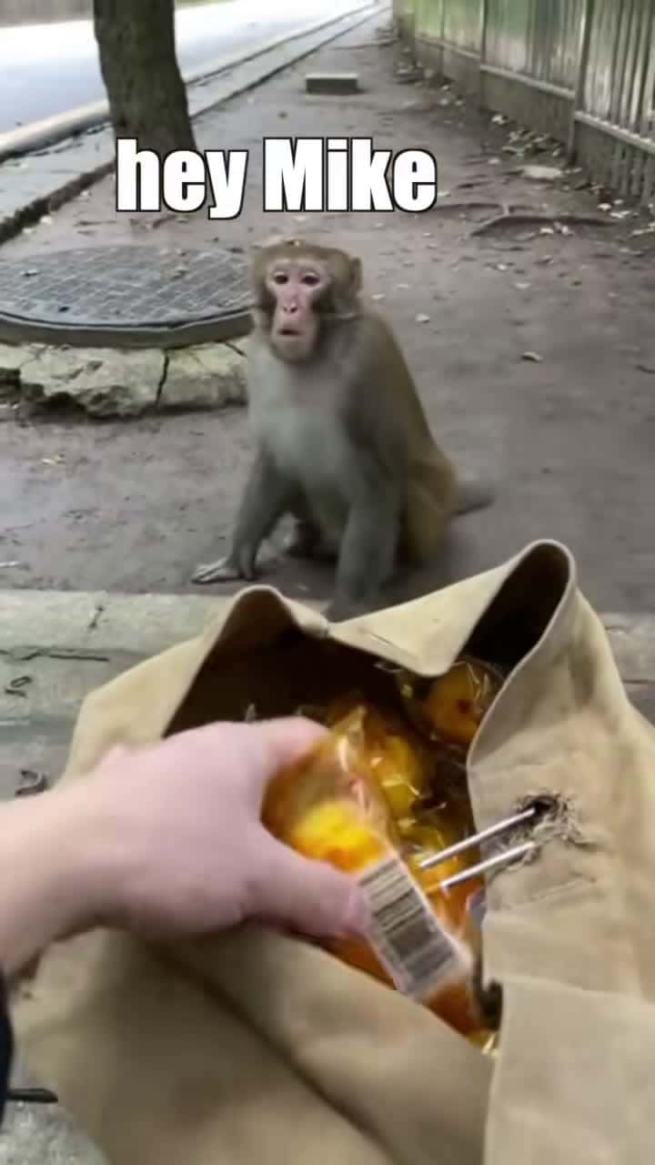 Cover for Monkey Mayhem #fyp #foryou #monkey #twinkie #food #dub #viral