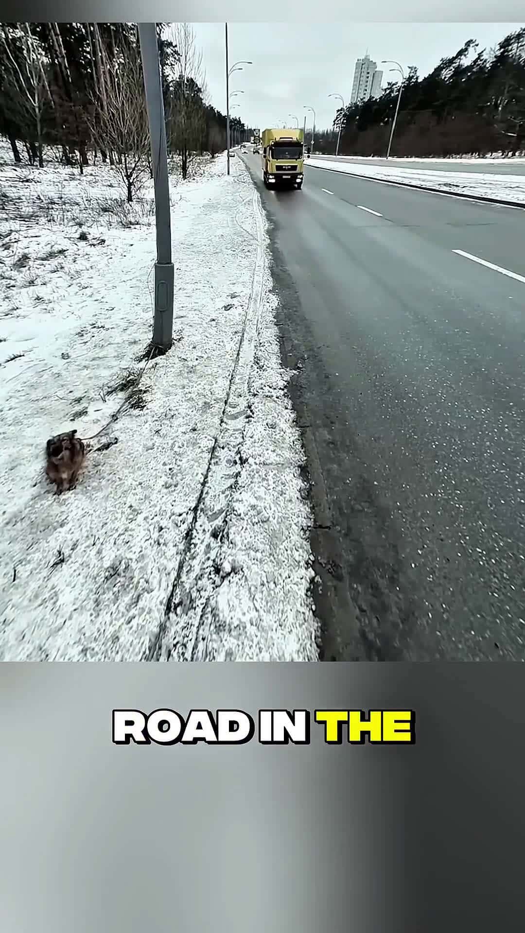 Cover for Hero Trucker Saves Shivering Dog Abandoned in the Snow!b#scoopzanimalvideo 