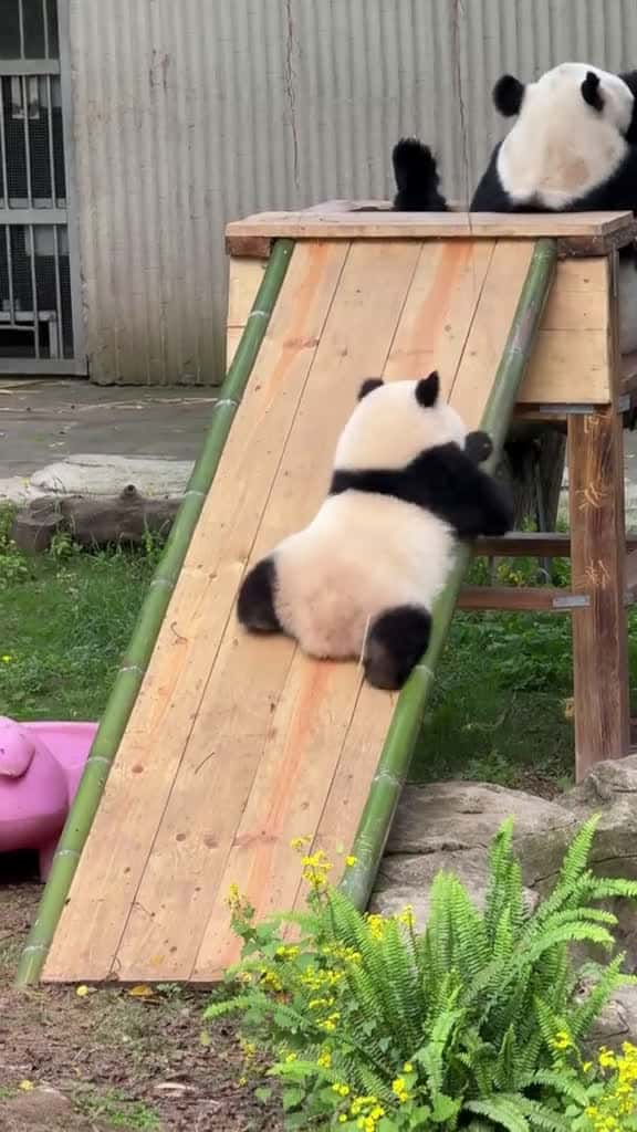 Cover for Cute stupid panda #cute #animals #love #panda #fy #funny #funnyanimals  created by alice.jun.w with alice.jun.w’s original sound