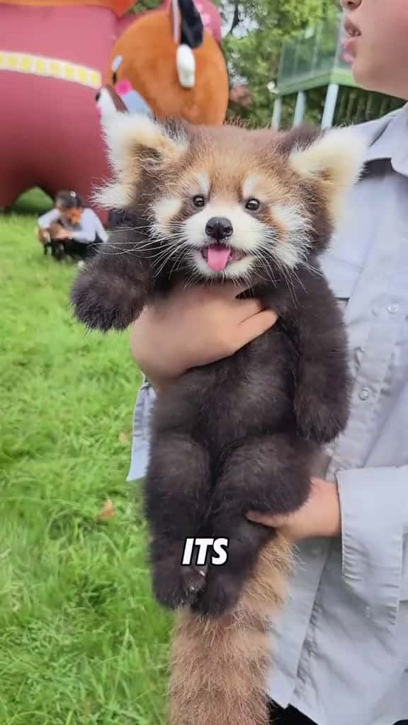 Cover for Red panda who loves to eat apples#tiktok #foryou #fyp #viral #animals #cute