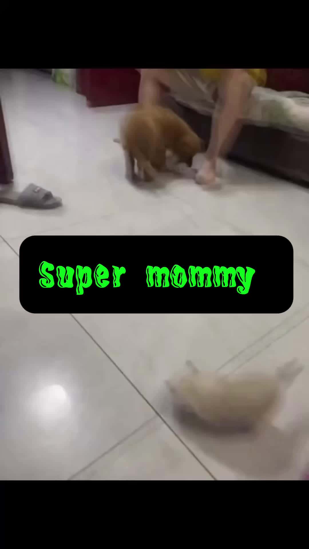 Cover for Super mom cat  #funniestvideoonmyphone  #comedy  #viralvideo  #art  #funnyvideos  #funnyanimal