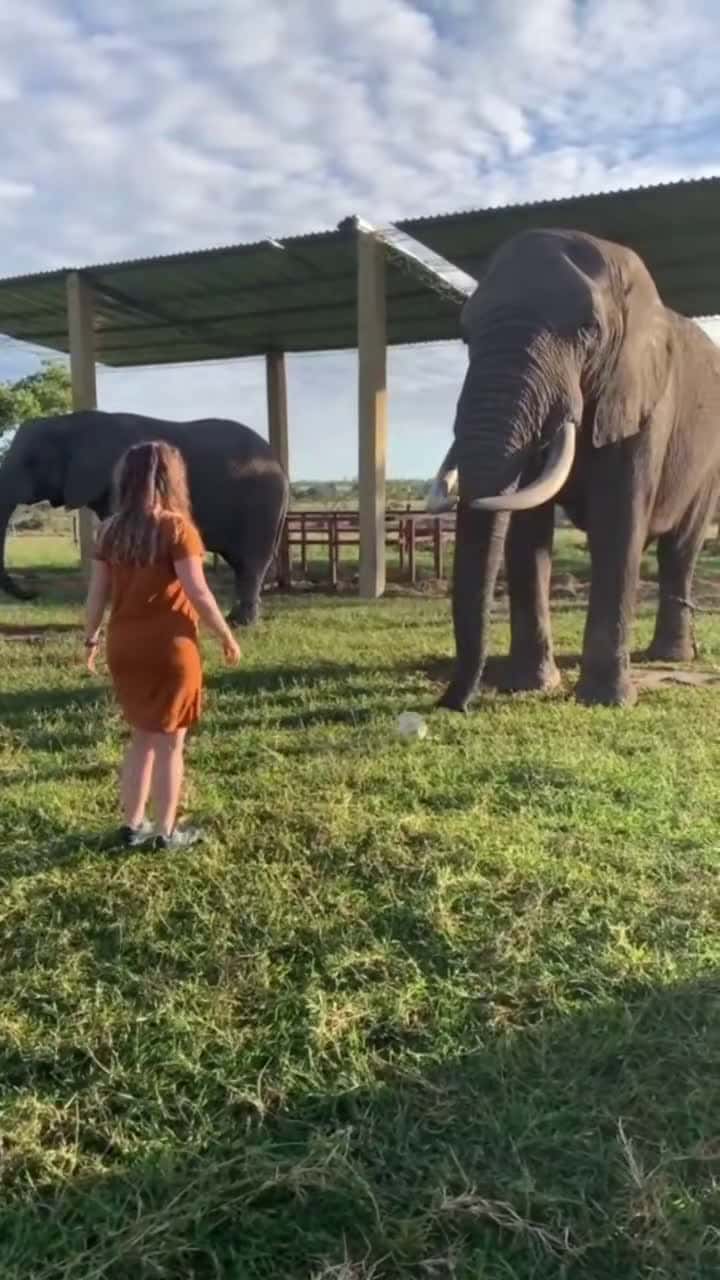 Cover for Become friends 🤪#greenscreenvideo #foryou #tiktok #comedy #animals #pets #elephant #clever #foryoupage #fyp