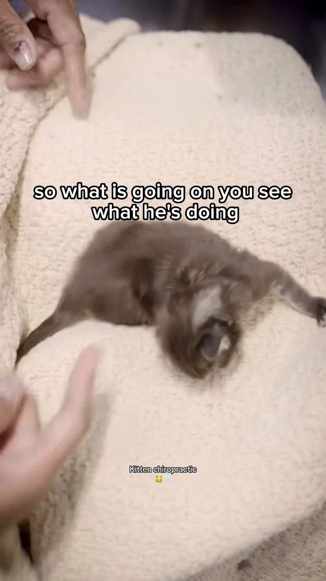 Cover for BIIIIIG stretch at the end!💕Kitten chiropractic 🐱 helping animals big...