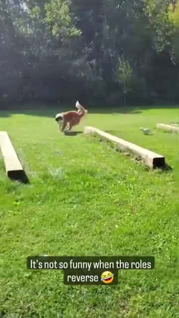 Cover for #funnydog #dog #dogsofinstagram #dogs #funnydogs #dogstagram #puppy #cutedog #doglife #doglover #funny #instadog #dogoftheday #doggo #doglovers #happydog 11
