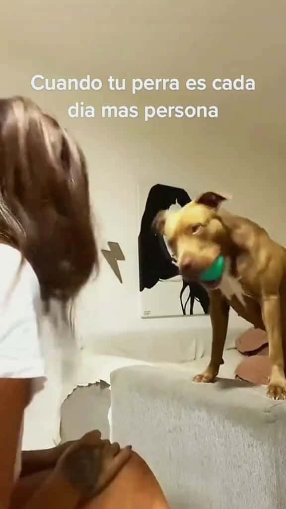Cover for Try not to laugh when you watch funny dog animals funnyvideos cat haha pet funnypets PetsO 63822 #shortvideosscoopz