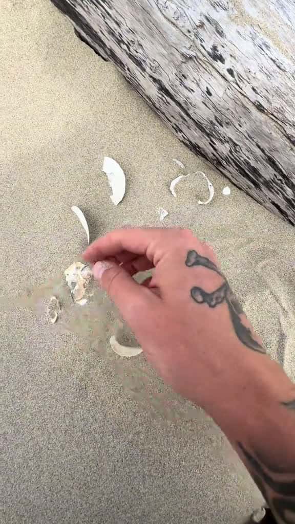 Cover for Satisfying Shell Dig #satisfying #asmr