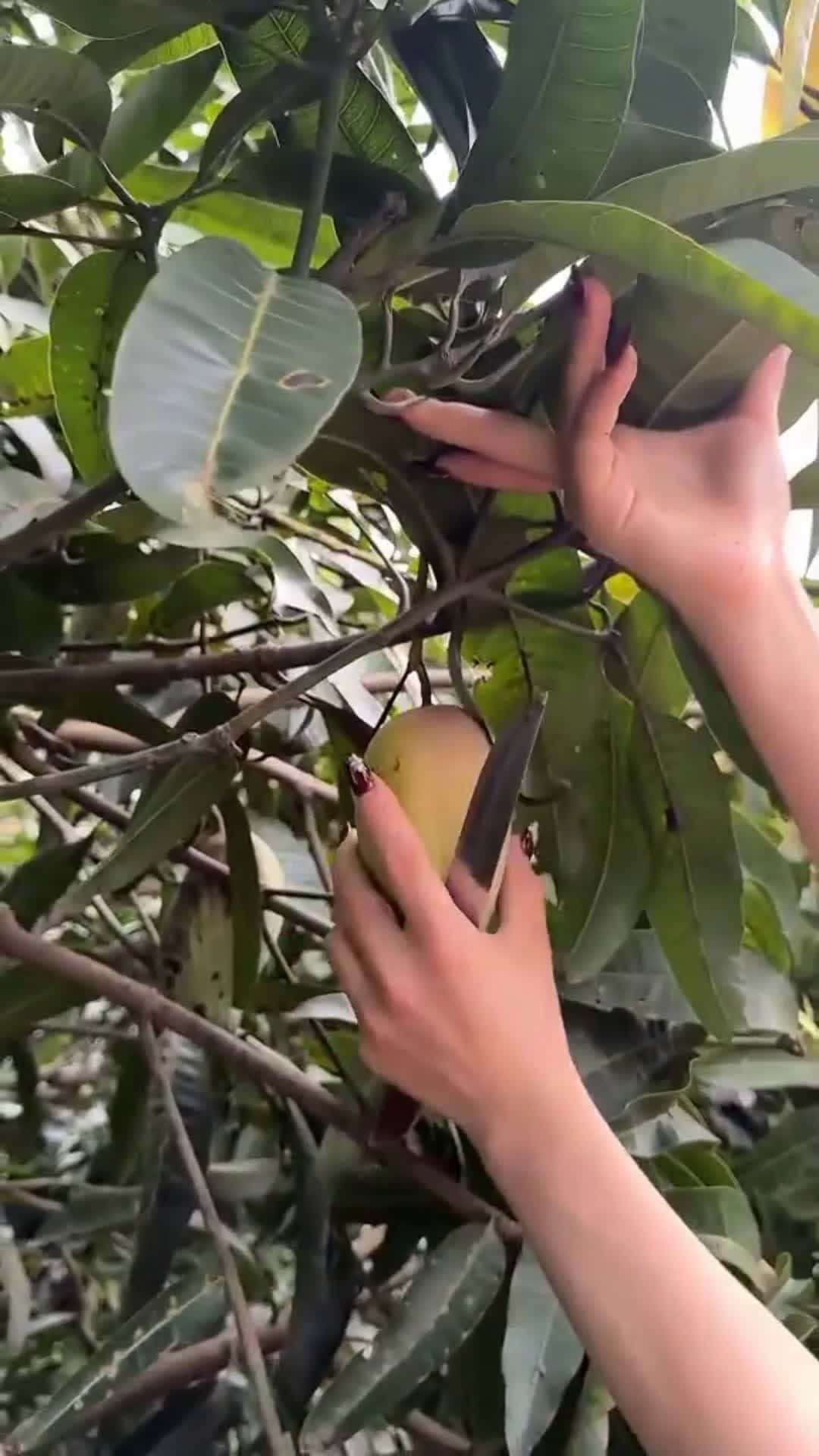 Cover for mangos 