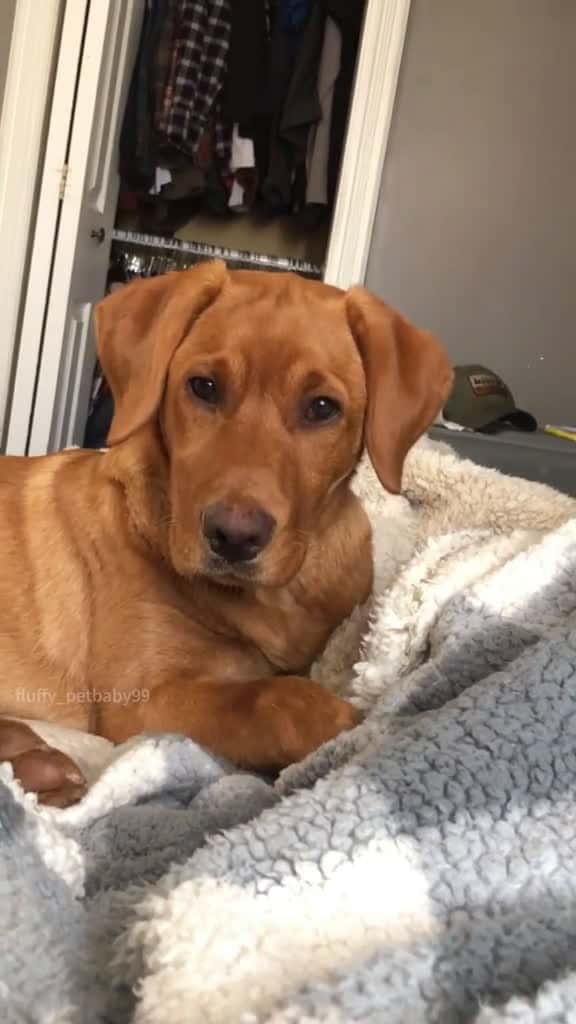 Cover for what are you doing fyp foryou dog dogs dogsoftiktok 77086 #america