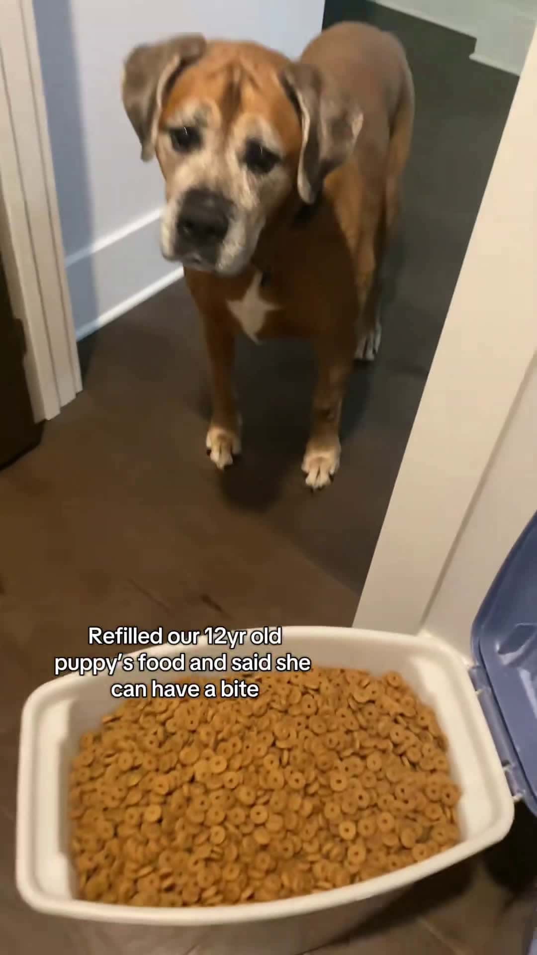 Cover for When mom says ‘just a bite’ and you actually follow the rules 🐾❤️ #SeniorDog #PolitePup #GoodGirl #DogManners #DogTok #DogsOfTikTok #GentleDog #DogLife #WholesomePets #PetLove #DogVideos #SweetDog